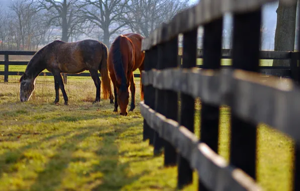 Nature, the fence, horses, meadow