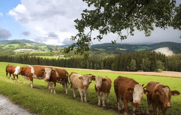 Picture field, cows, pasture, meadow, a lot, the herd, a herd of cows