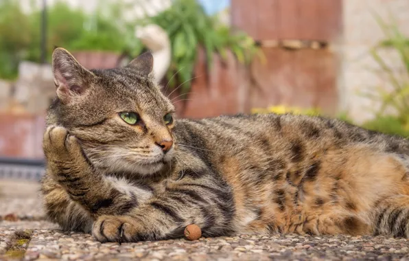 Cat, cat, look, face, pose, stones, grey, stay