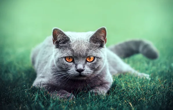 Greens, cat, grass, eyes, cat, look, animal, stay