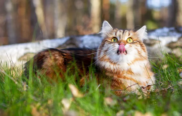 Language, cat, grass, cat, look, nature, pose, red