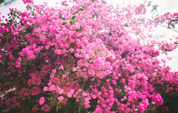 Flowers, Bush, petals, pink