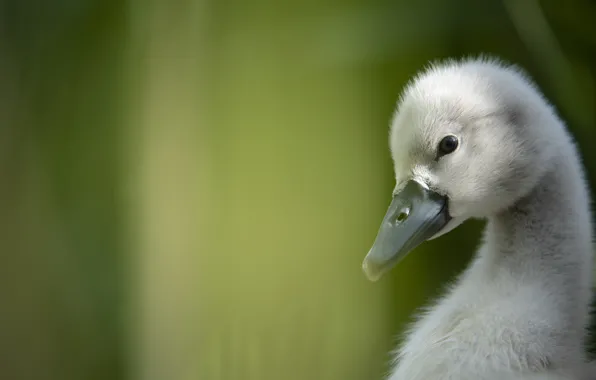 Look, light, bird, portrait, Swan, chick, green background, Lebedenko