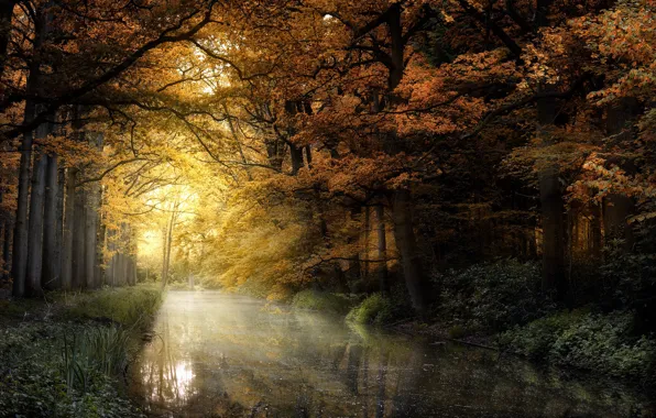 Picture autumn, forest, river