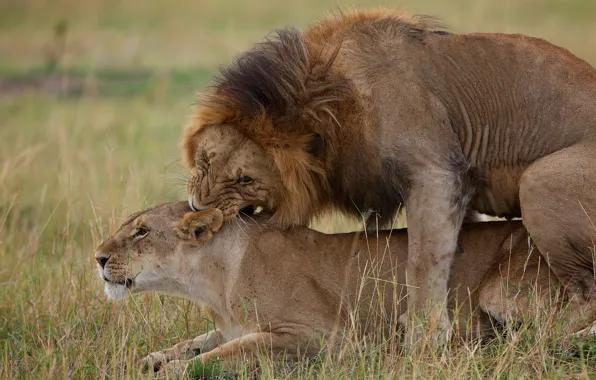 Picture love, Leo, lioness