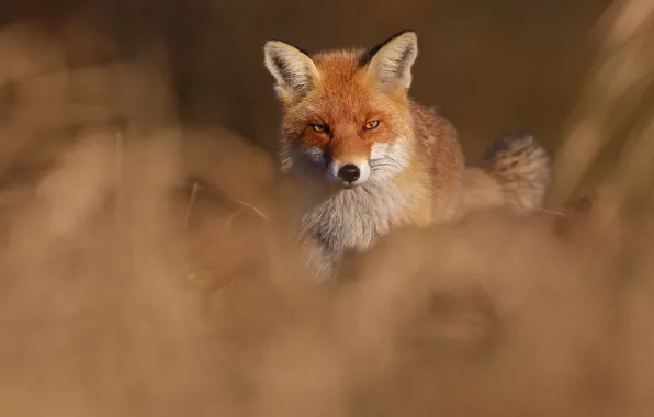 Look, Fox, red, bokeh