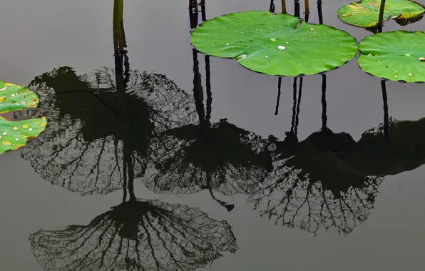 Water, reflection, China, Shanghai, Lotus leaf