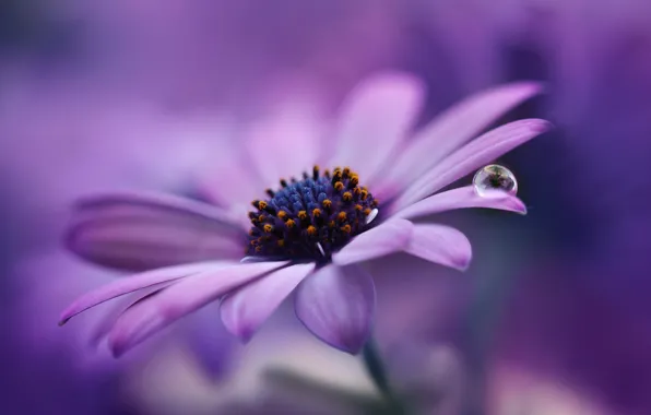 Purple, macro, flowers, droplets, background, petals, lilac, Daisy