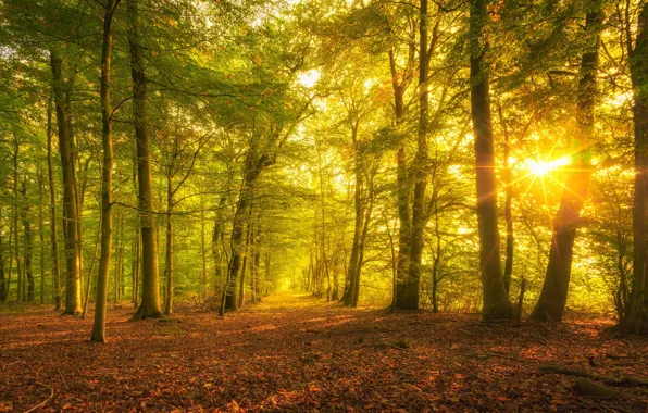 Autumn, forest, the sun, rays, light, trees, Park, branch