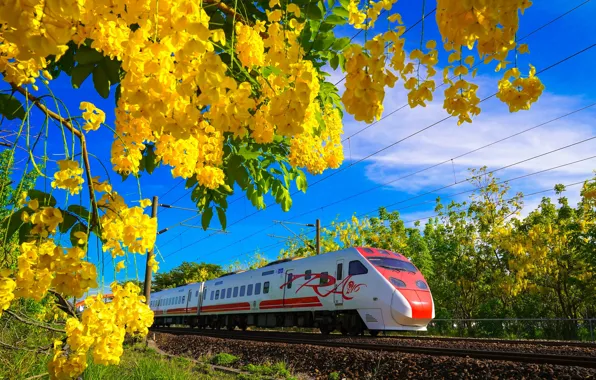 Flowers, train, spring