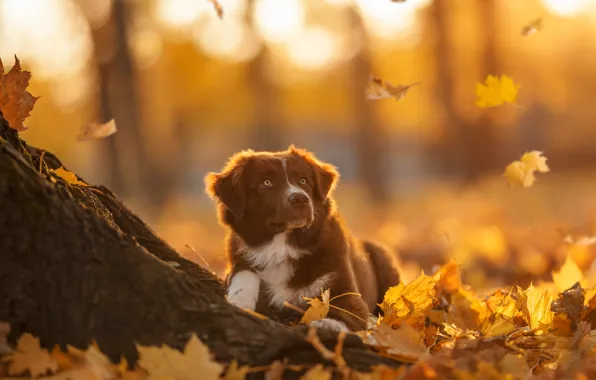 Picture autumn, leaves, dog