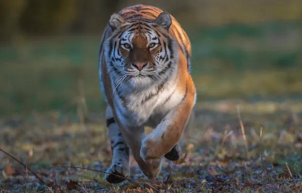Look, tiger, wild cat
