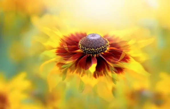 Flower, yellow, background, treatment, blur, petals, bokeh, rudbeckia