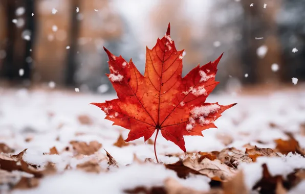 Winter, autumn, leaves, snow, background, maple, close-up, winter