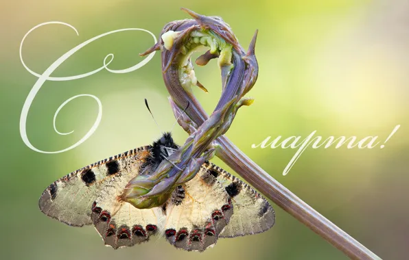 Picture macro, background, butterfly, stem, March 8