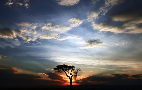 Picture clouds, sunset, tree