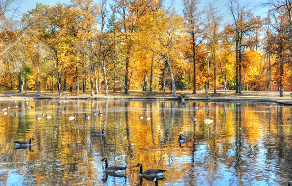 Picture water, trees, birds, pond, foliage, autumn. Park