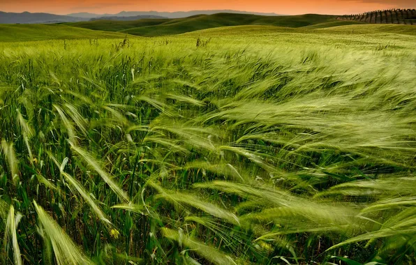 Wheat, field, sunset, nature