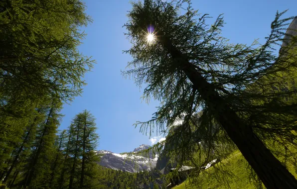 Picture trees, mountains, glare, The sun, Switzerland