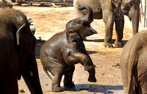 Picture baby, elephants, zoo
