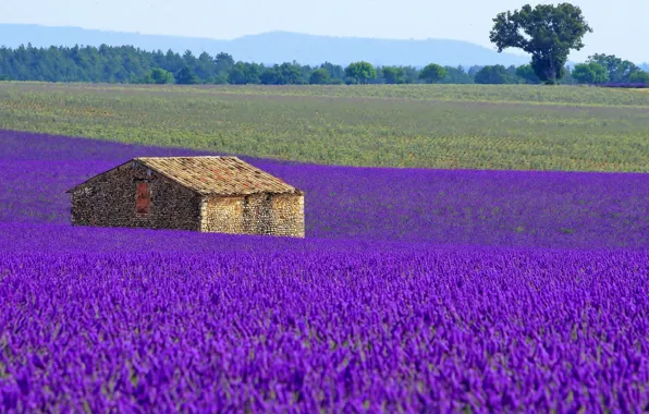 Field, flowers, house, France, meadow, lavender, plantation