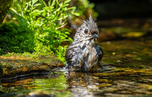 Bird, wet, puddle