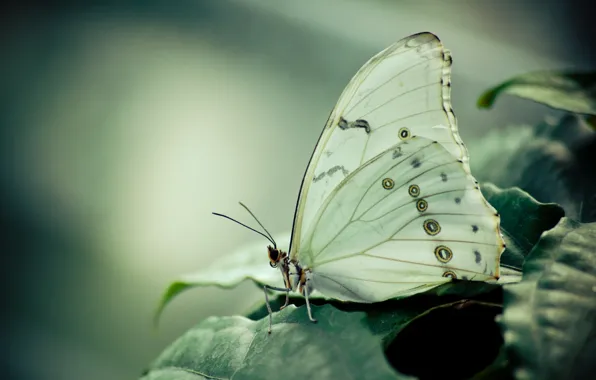 BUTTERFLY, WINGS, LEAVES, WHITE, INSECT