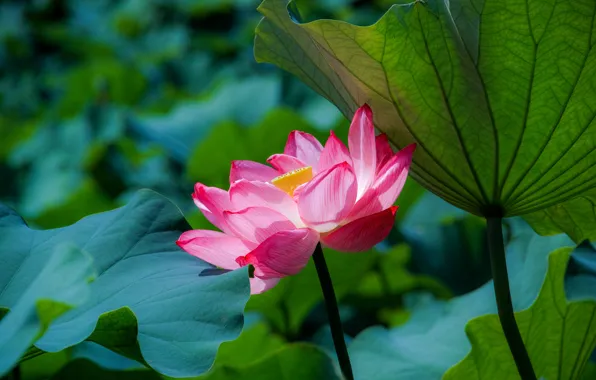 Picture leaves, lake, Lotus