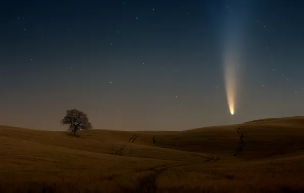 Field, the sky, stars, tree, comet, sky, field, stars