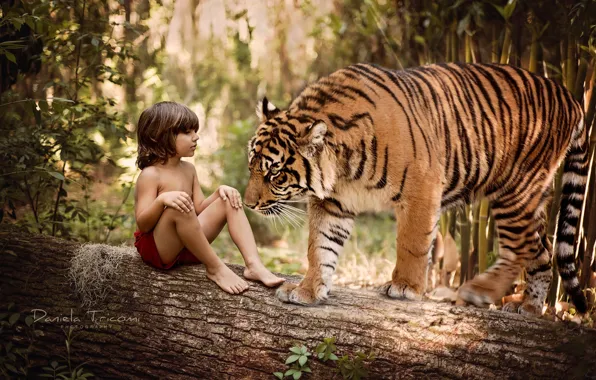Nature, tiger, tree, animal, predator, boy, trunk, log