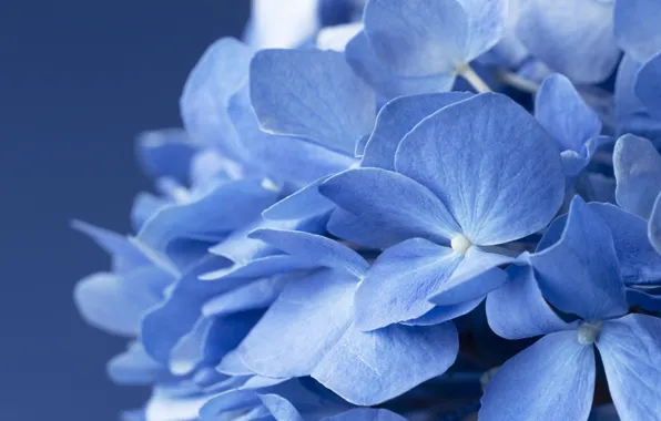 Wallpaper blue, flowers, hydrangea