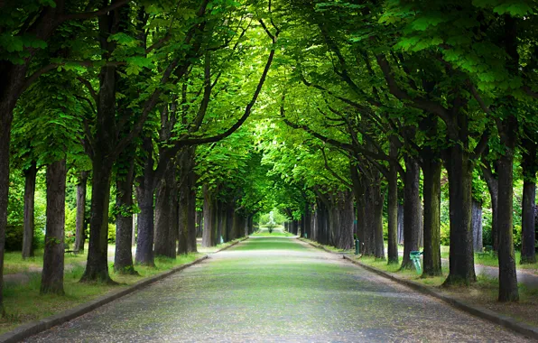 Trees, nature, Park, alley