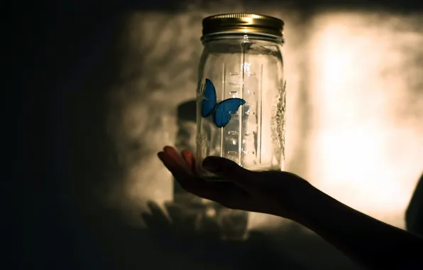 Butterfly, hand, Bank
