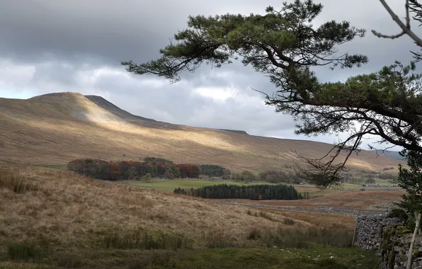 Trees, landscape, the fence