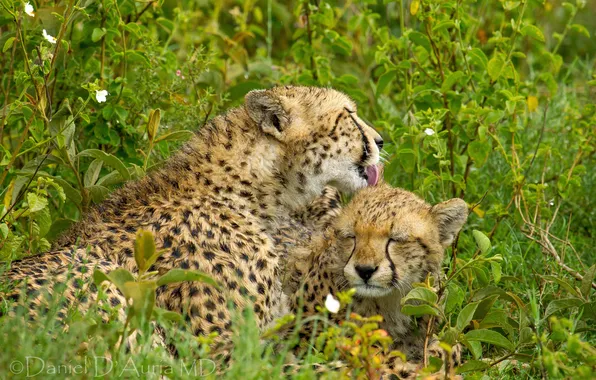 Grass, cub, cheetahs, motherhood