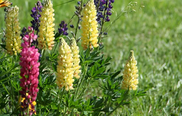 Field, flowers, photo, lupins