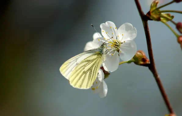 Macro, flowers, cherry, butterfly, spring