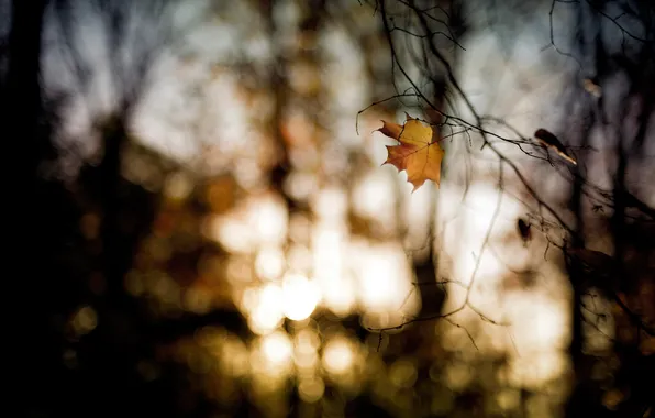 Autumn, branches, sheet, bokeh, October
