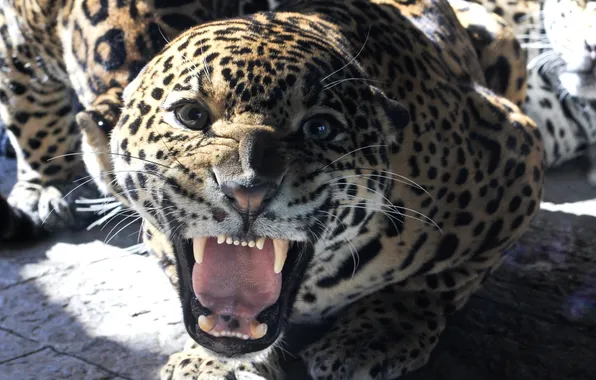 Picture predator, mouth, Jaguar