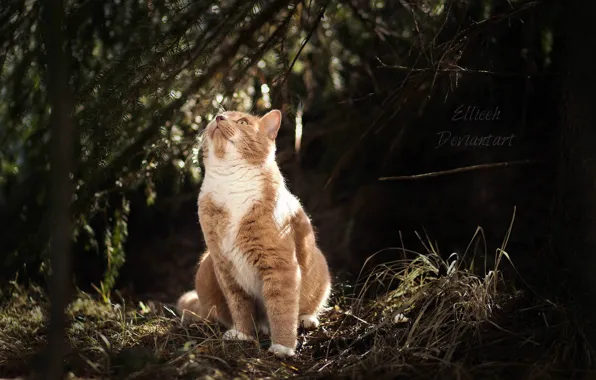 Picture cat, nature, by Ellieeh