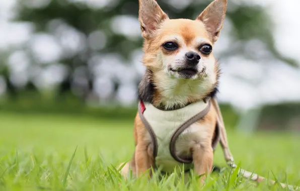 Picture vest, Chihuahua, dog