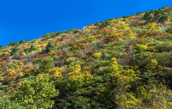 Photo, Nature, Autumn, Japan, The bushes, Hills, Hakone Komagatake Ropeway