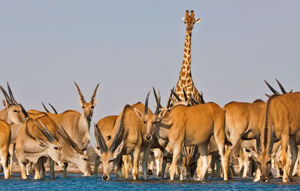 Giraffe, Africa, drink, antelope, Kanna