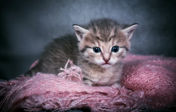 Cat, look, kitty, grey, baby, grey background, face, striped