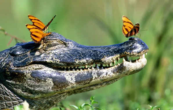 Picture butterfly, teeth, crocodile, mouth