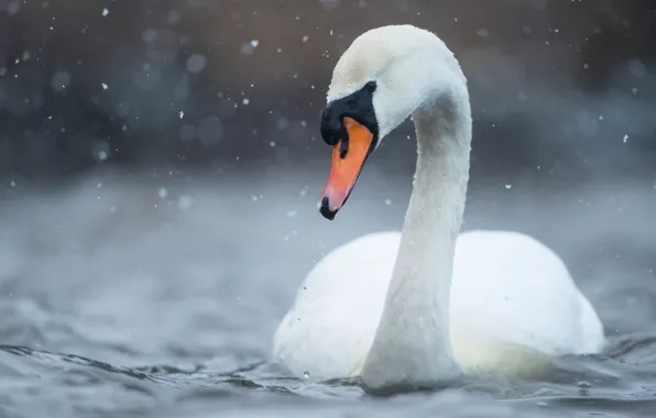 Picture winter, white, look, water, snow, bird, portrait, swans