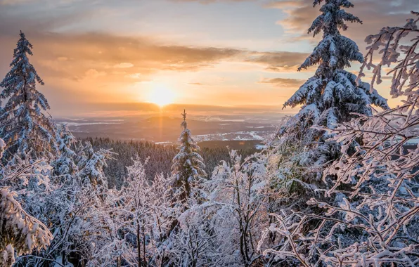 Picture winter, forest, the sky, the sun, clouds, snow, trees, nature