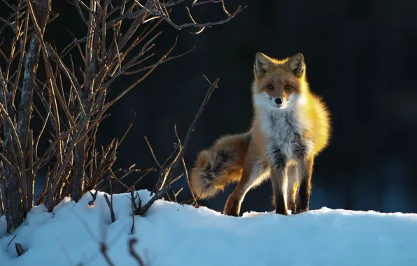 Winter, snow, Fox, red, the bushes
