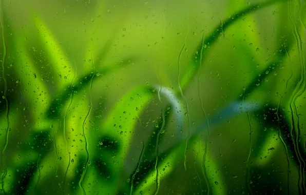 Picture grass, glass, drops, macro