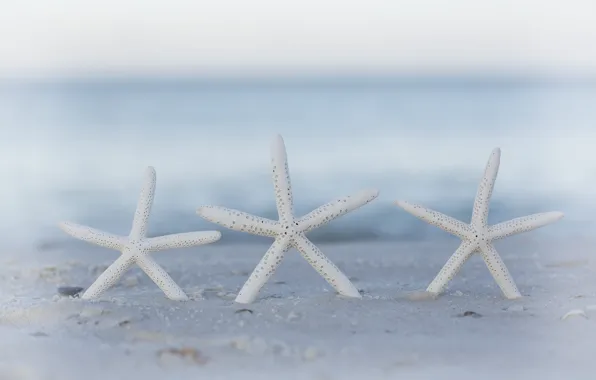 Picture sand, beach, bokeh, starfish